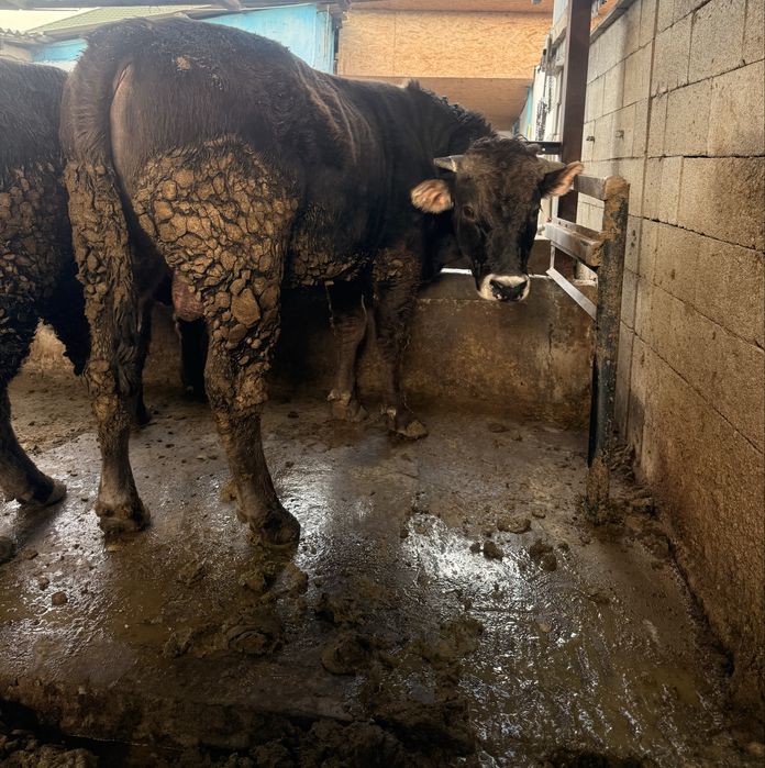 Продам быка породистый