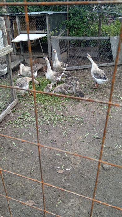 Vand 9 boboci frumoși