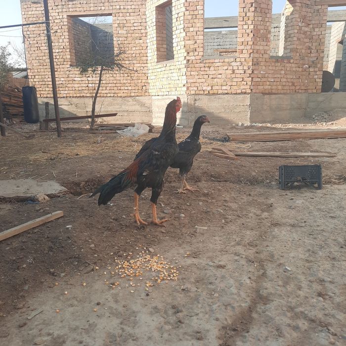 Таза дакан тауық қораз сатылады шамо