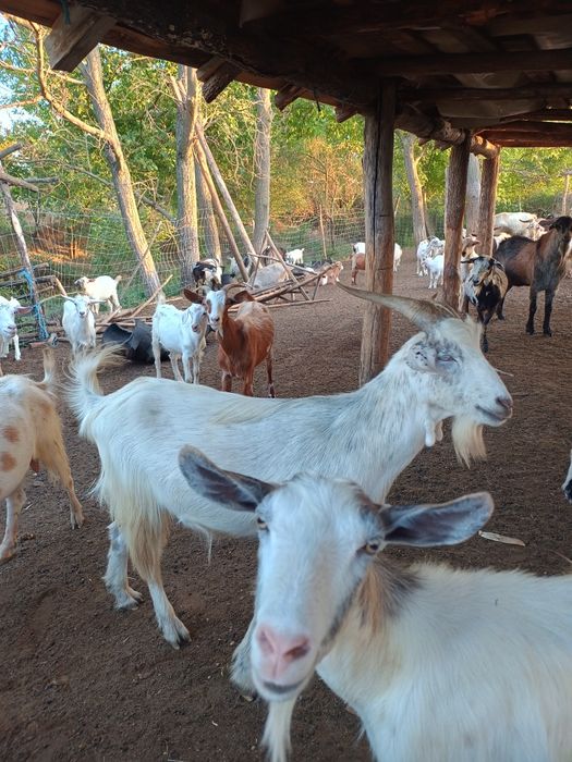 Vând ieduțe  de un an și doi ani și 15 tapi