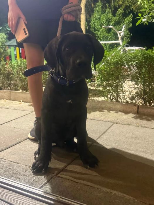 Кане Корсо мъжко