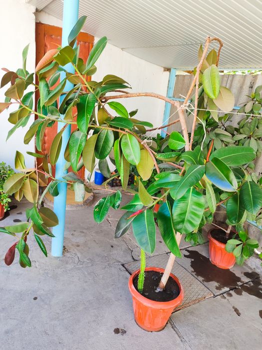 Fikus guli uyda oʻstirilgan