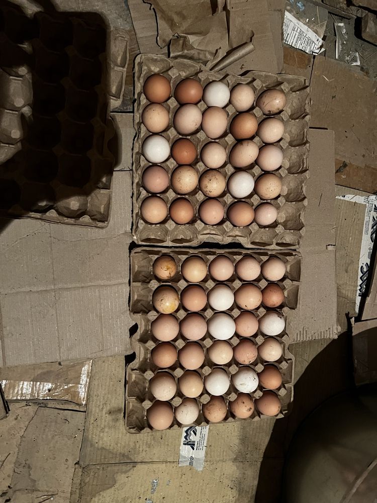 Продам яйца разных брам. (ИНКУБАЦИОННЫЕ)