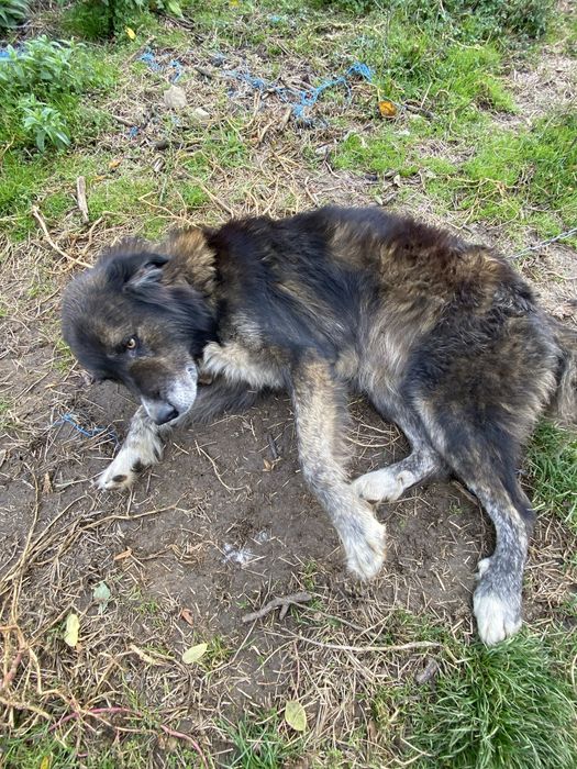 Ciobanesc carpatin spre adoptie