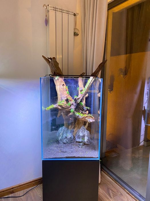 Amenajare acvarii și intretinere