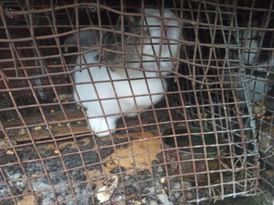 Vand iepuri mari si mici