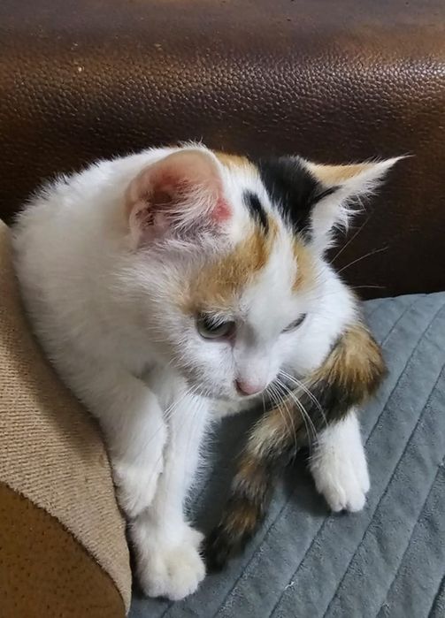 Котёнок Девочка бесплатно