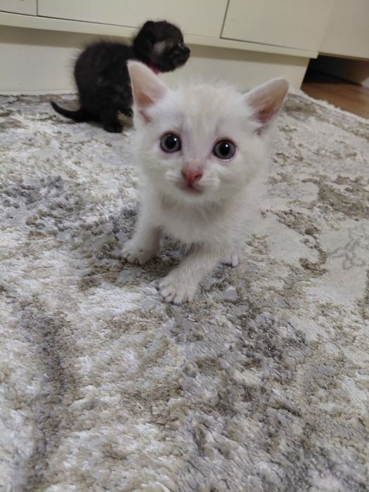 Отдам котят в хорошие руки