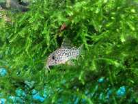 Pesti acvariu Corydoras