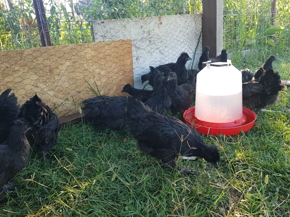 Vând pui de găină rasa matase joponeza (silkie) și ayam cemani