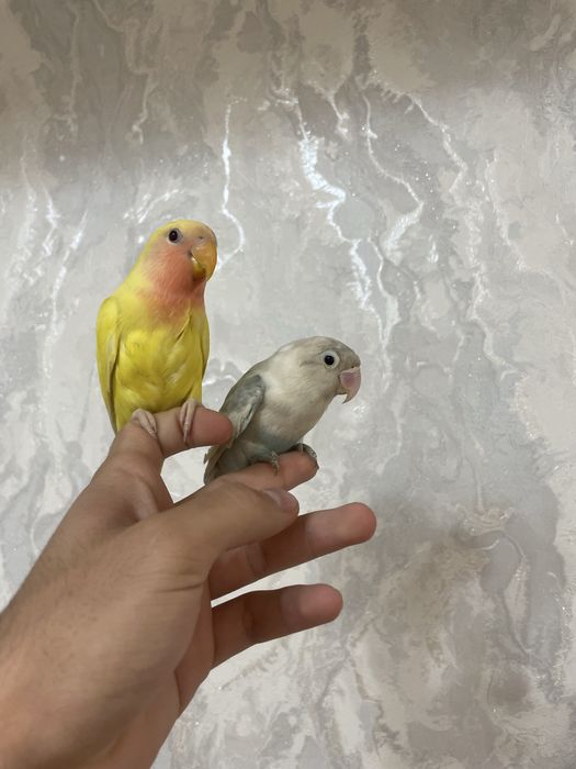 ручной неразлучник сотилади