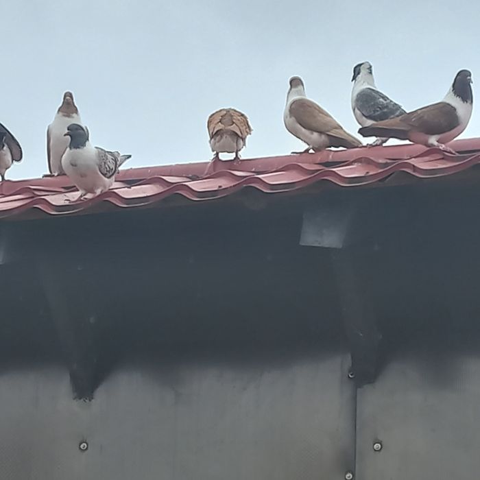 Vand porumbei straseri