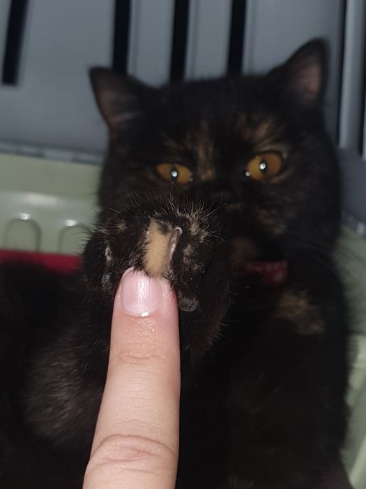 Кошка пародистая. Отдам в хорошие руки