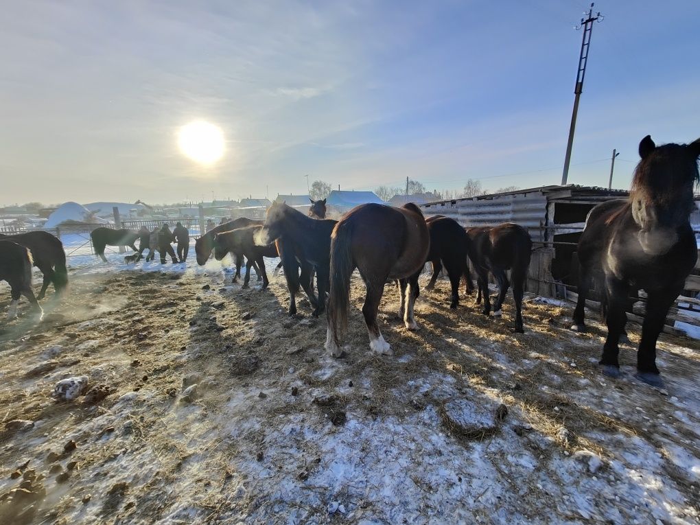 Продам племяного жеребца породы Джабе