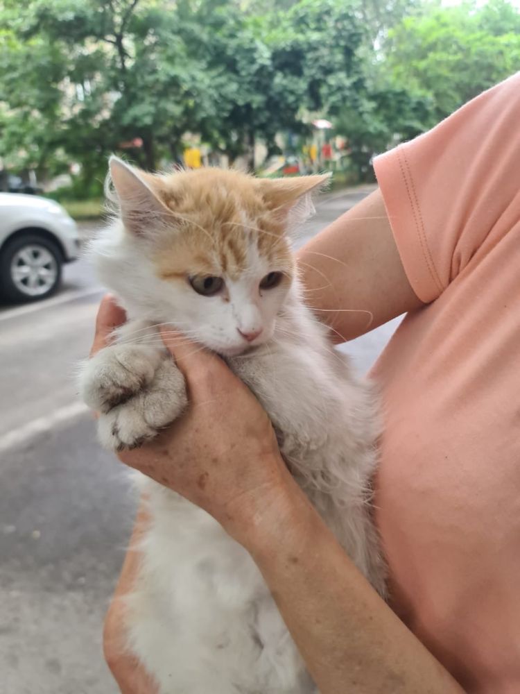 Кошечка ищет дом