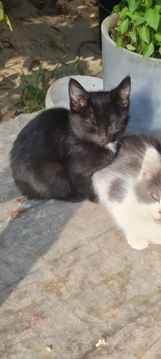 Котята мушукча бесплатно