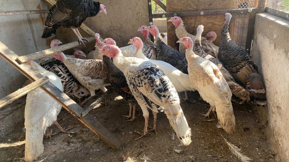 Пуйки,Пуяци.Много добре гледани!