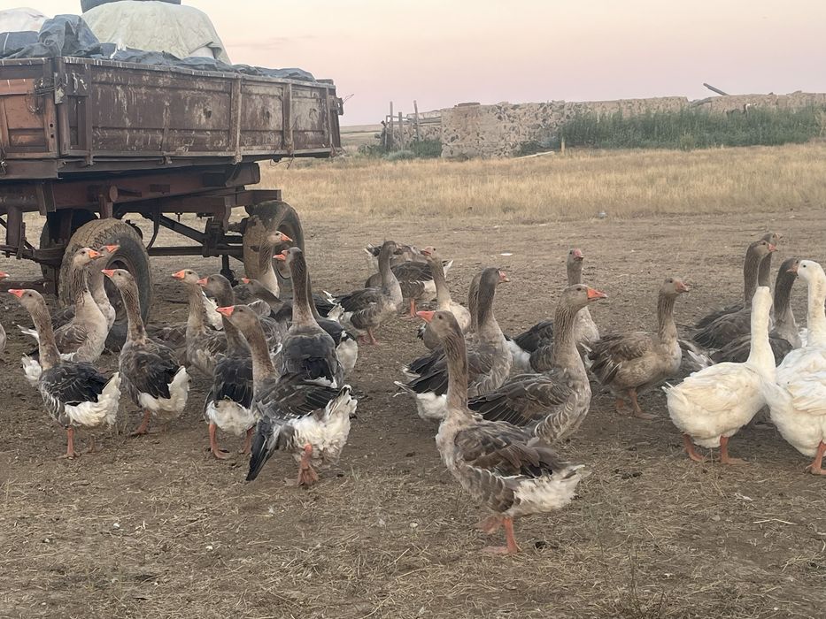 продам гусей 50 голов