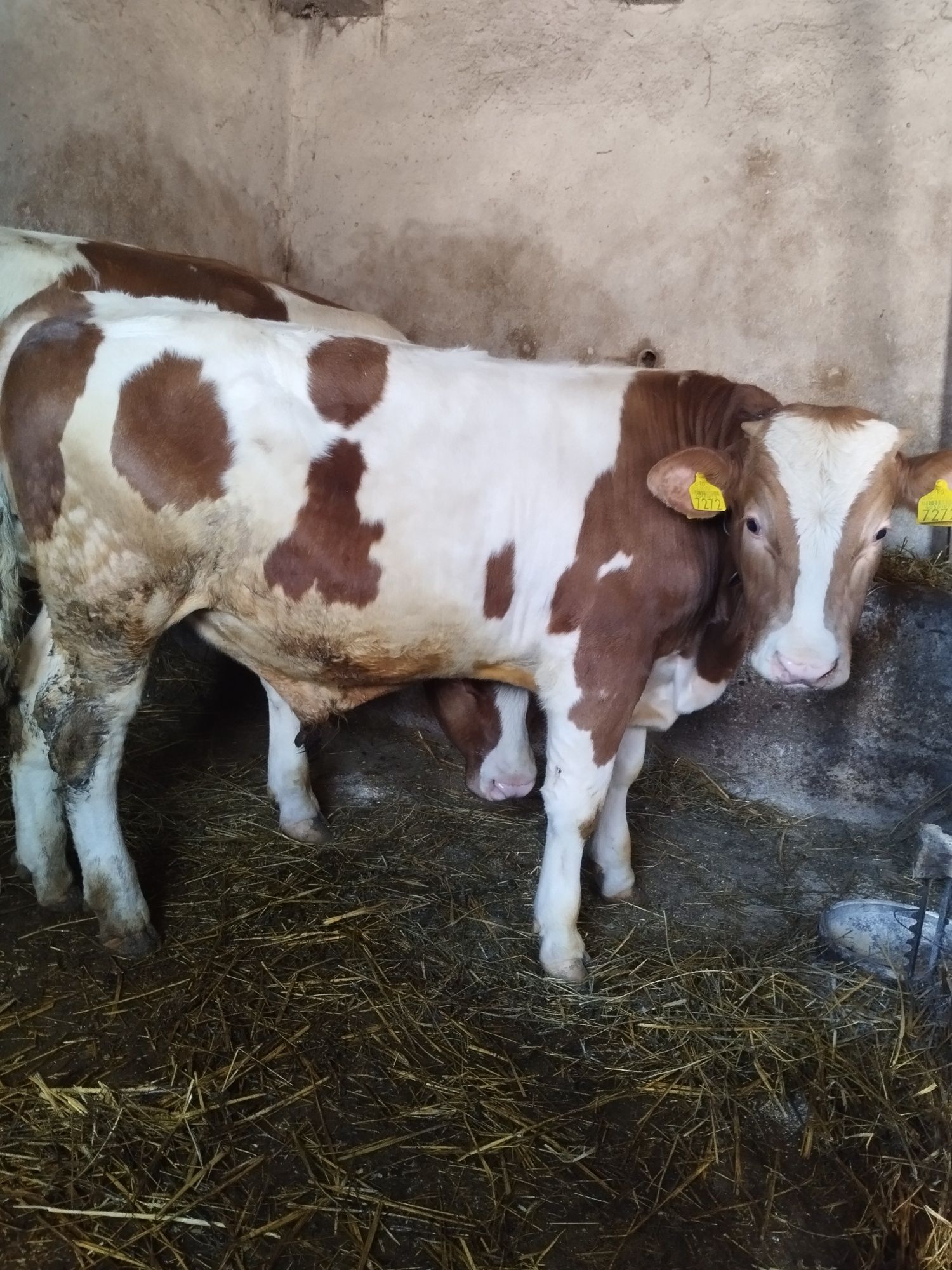 Vând vițel aproximativ 350 kg
