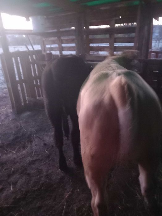 Doi Viței de vânzare