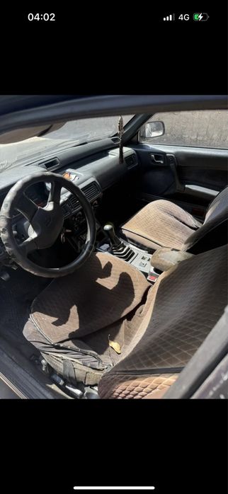 Мютцибици галант