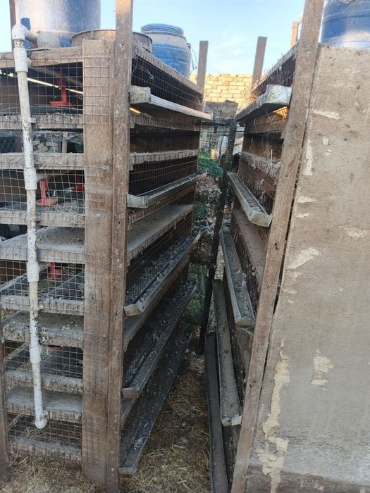 Бедана катаклари