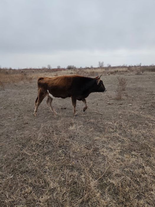 Продам Корову стельную