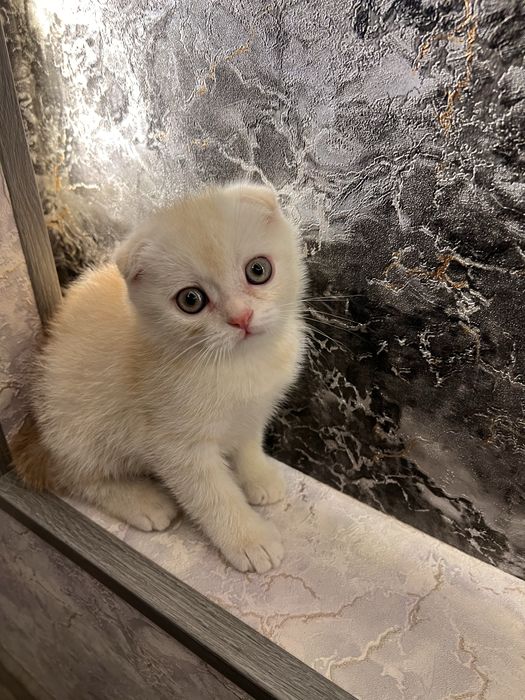 Продаются Шотландские вислоухи