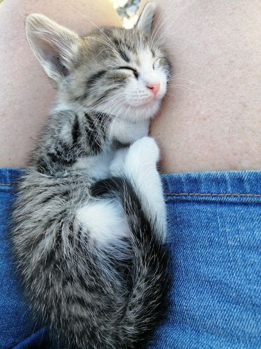 Котенца на 2 месеца
