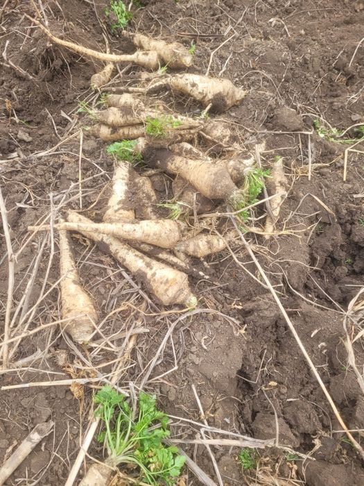 Vând păstârnac și pătrunjel,morcov în cantități mari și mici