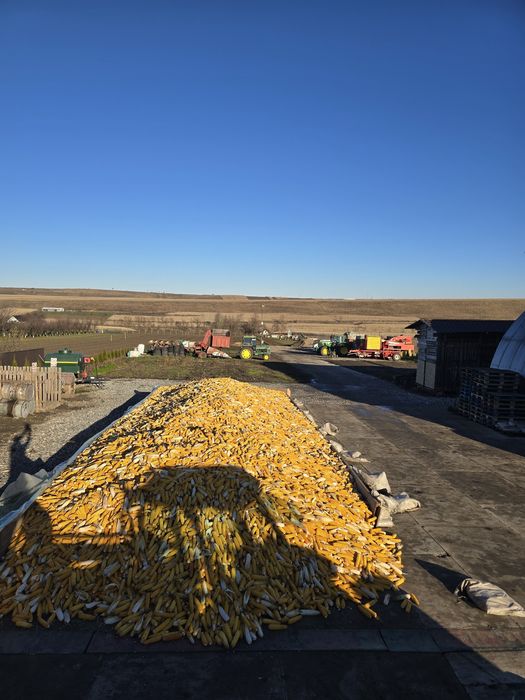 Vând porumb știuleți .