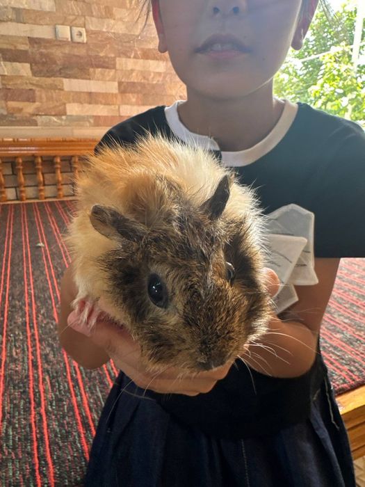 Морская свинка сотилади ,