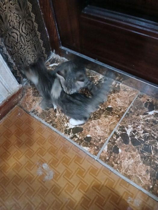 Отдам котят в хорошие, добрые руки.2серые и один черный. Игручие,актив
