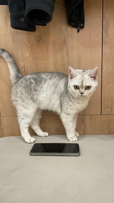 Кошка британская шиншилла