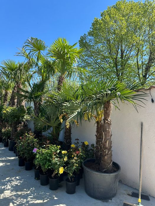 Leylandii, tuia, mesteacăn, tuia la preț de producător