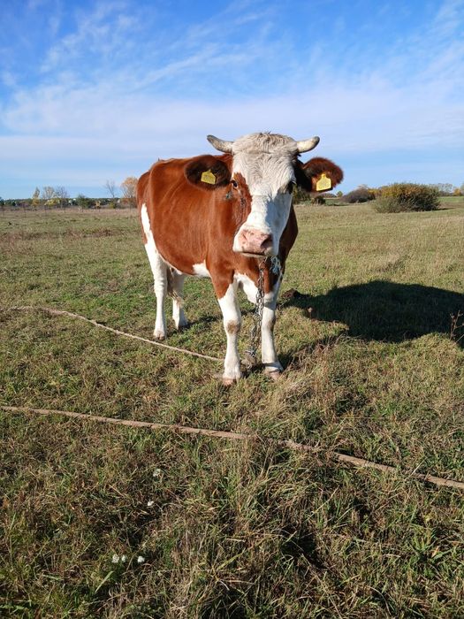 Vând Vaca pentru abator