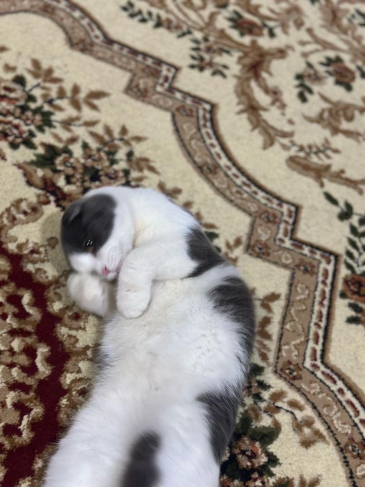 scottish fold sotiladi