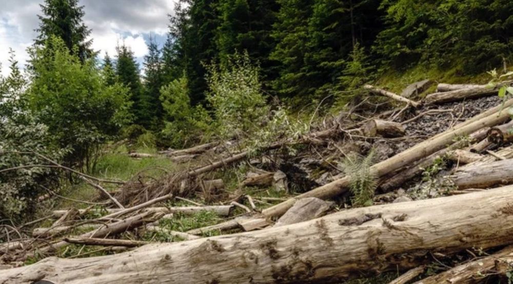 Спил деревьев обрезка деревьев ағаш кесеміз құлатамыз