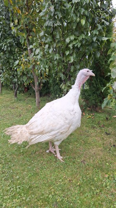 Piept, pulpe de curcan de vânzare