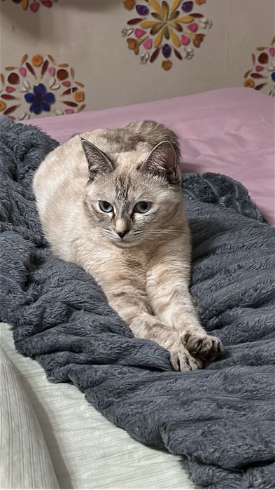 Отдаём кошку даром с доставкой