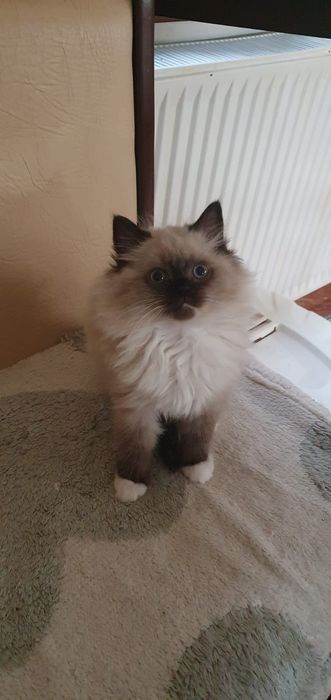 Pufosenii Drăgălașe