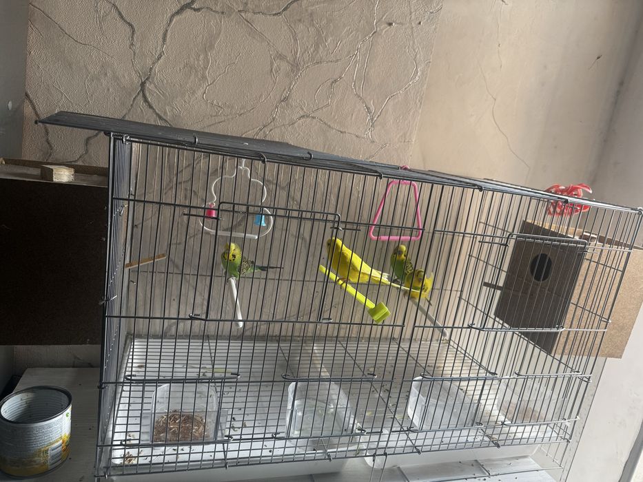 Valnistie toti qush sotiladi