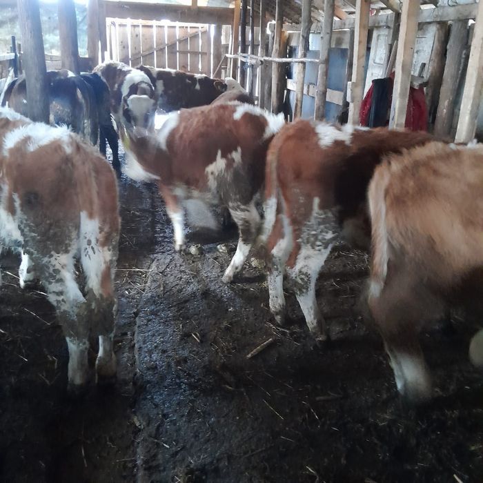 Vind vițeii bălțați