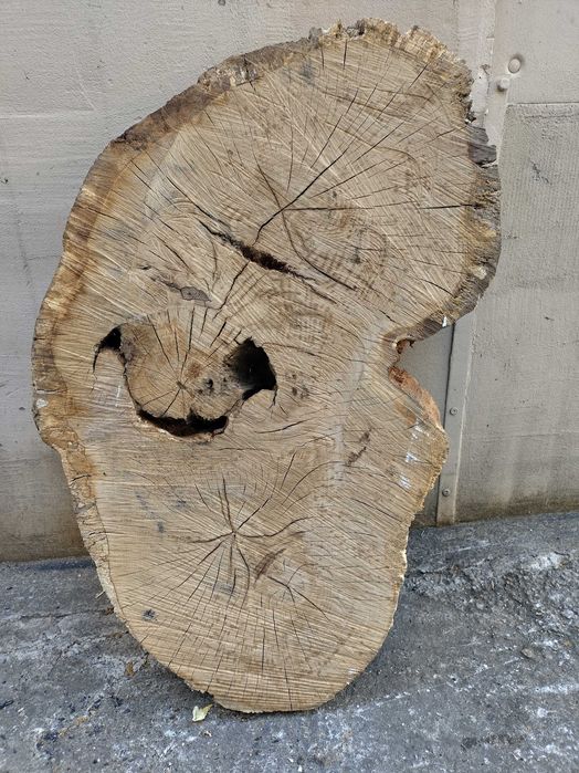 Rondele rădăcină de stejar/ felii rădăcină stejar