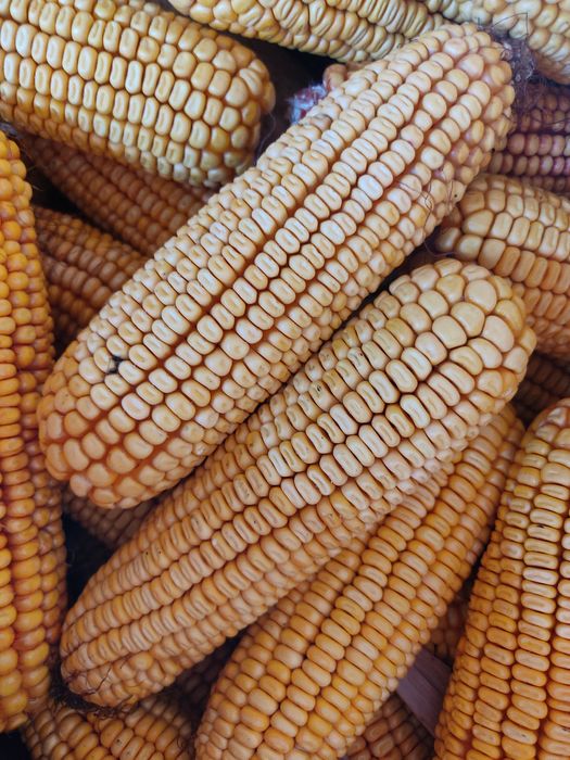 Vând porumb, grâu și triticale de calitate