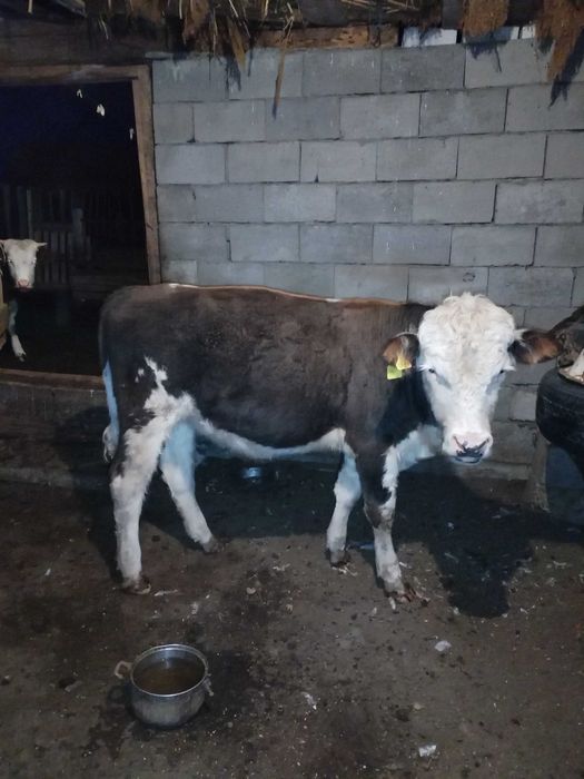 Бука сатылады 1.5 жас