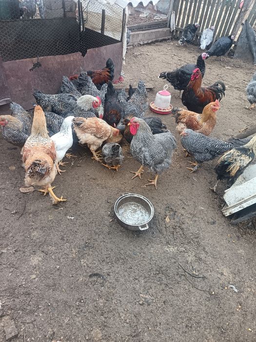 Vând cocoși și curci