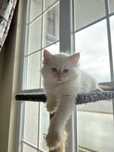 Ragdoll kittens/Котенца рагдол
