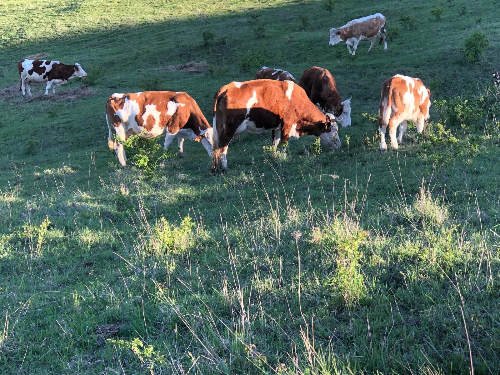 Vaci Bălțată Românească