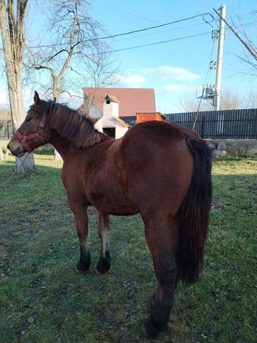 Vând manza de un an și 4 luni cuminte